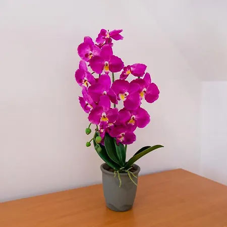 Orchid For 2, Skylight For 2 Privat bolig Kranj